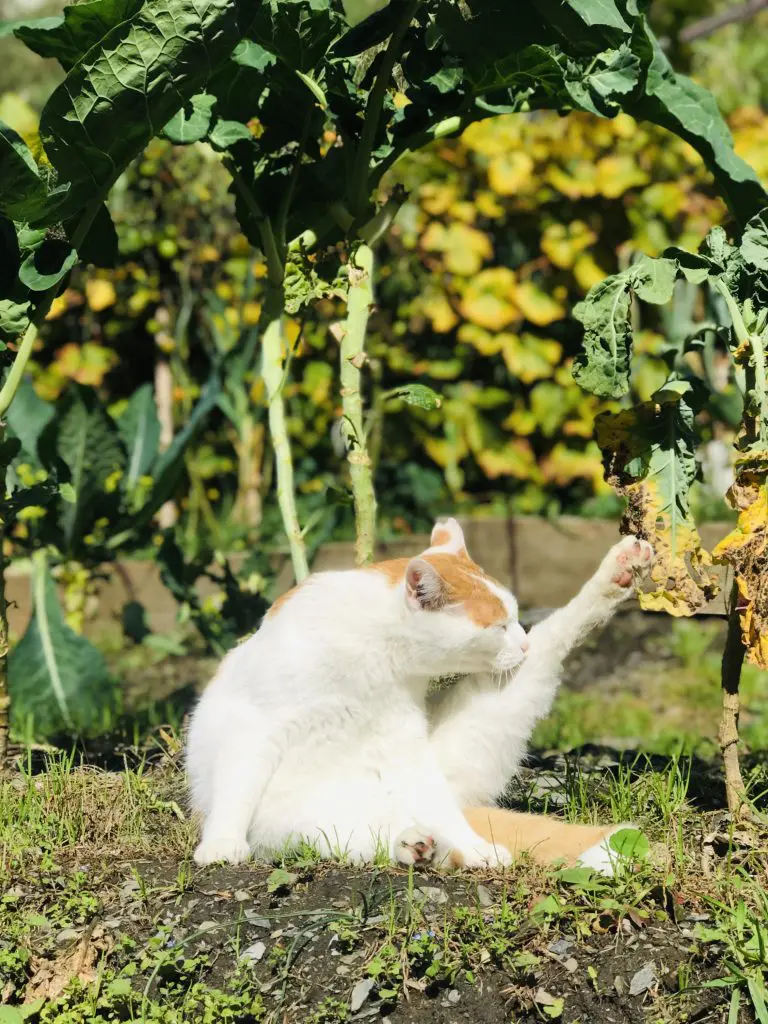 Sterilized male cat licking its paw for self-grooming