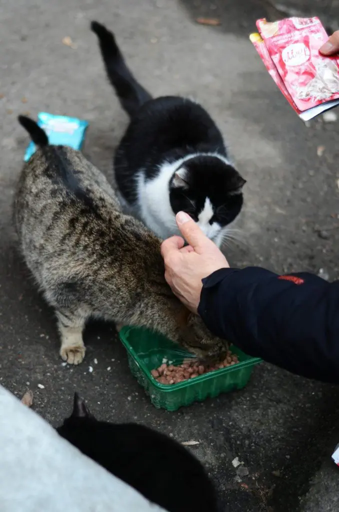 Hand Feeding and Patting Cats