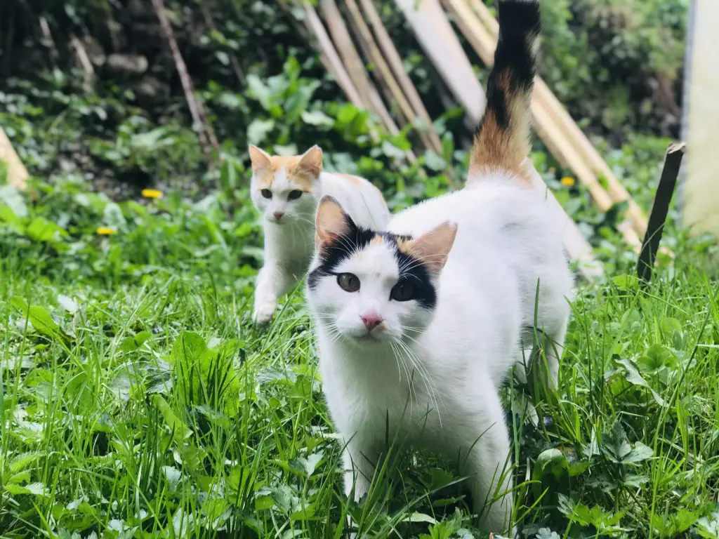 Shows that feral cats need food and care. One neutered male and one neutered female cat on green grass.